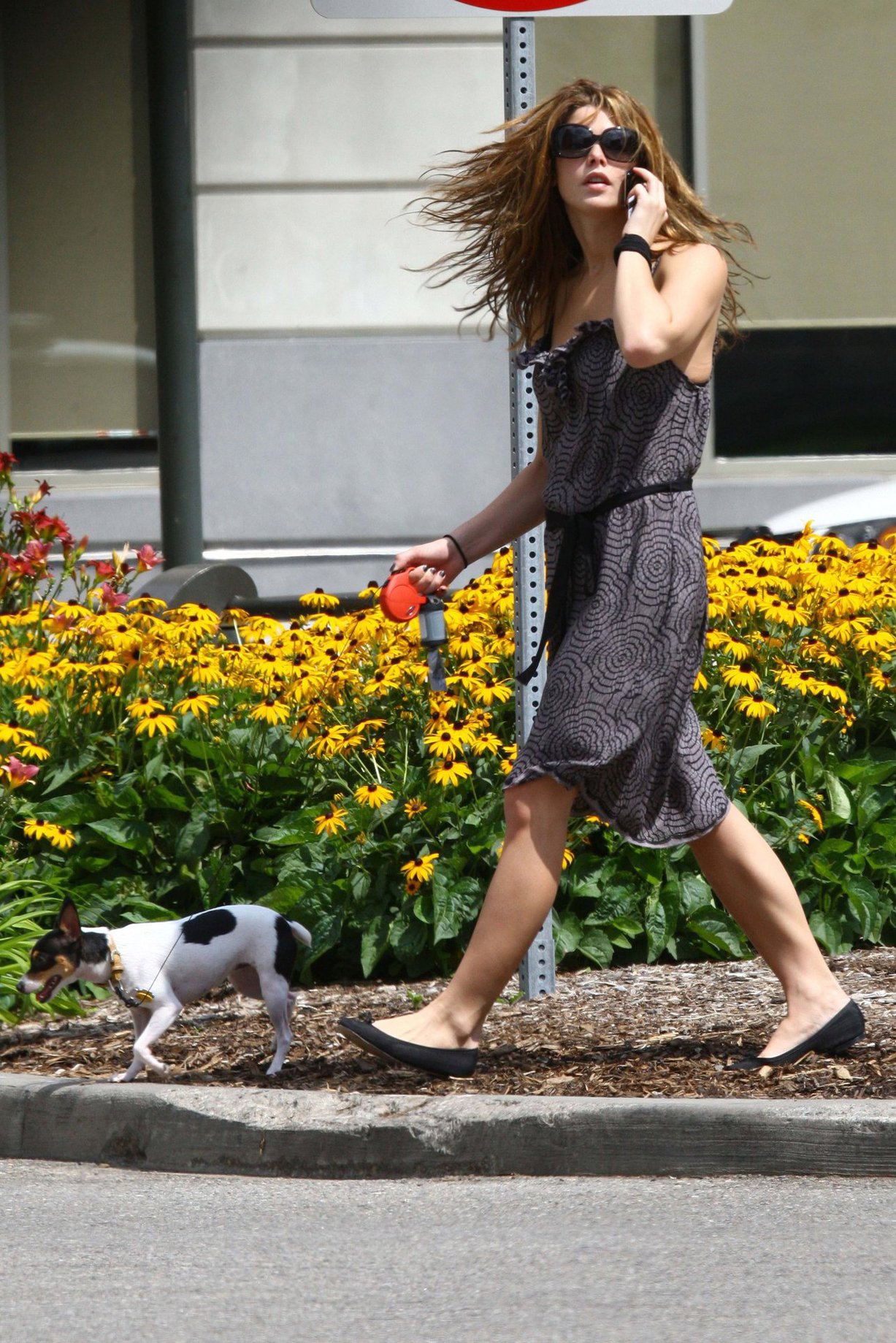 Ashley Greene walking her dog around her hotel in Detroit on July 17, 2010 