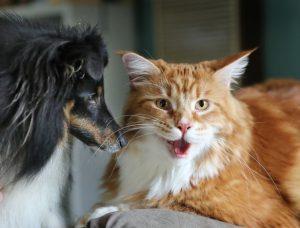 Omar the Cat to be Crowned as World’s Longest Cat