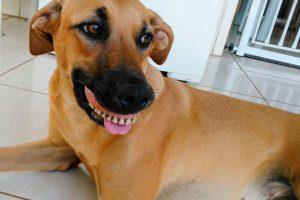 Dog Wearing False Teeth Looks Funny