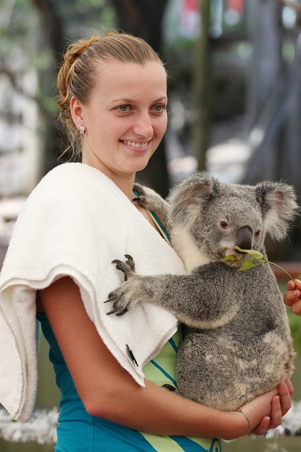 Petra Kvitova Holds a Koala during a visit to the Lone Pine Koala Sanctuary December 28, 2012 